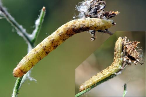 Réf. 50 141 : Hecatera bicolorata