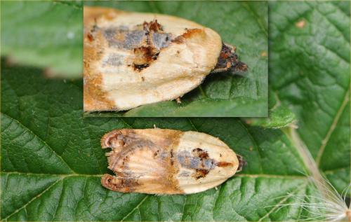 Réf. 50 140 : Acleris sp.