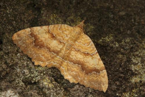 Réf. 50 112 : Camptogramma bilineata