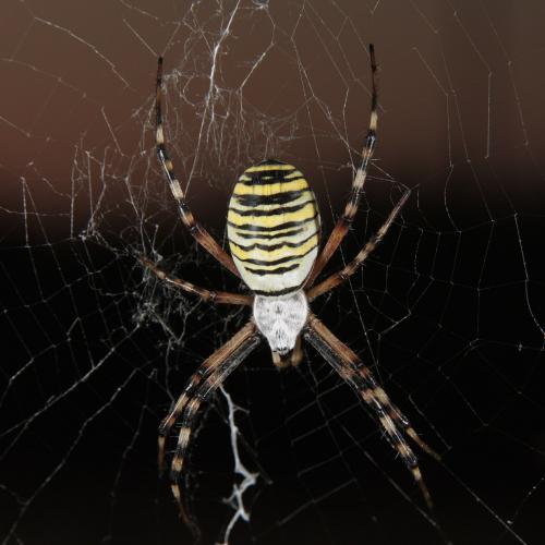 Argiope bruennichi