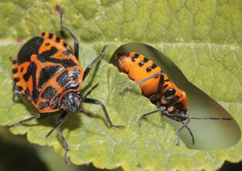 Eurydema ventralis