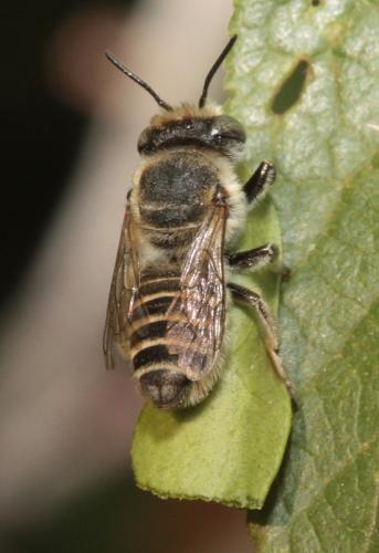 Réf. 50 375 : Megachile sp.