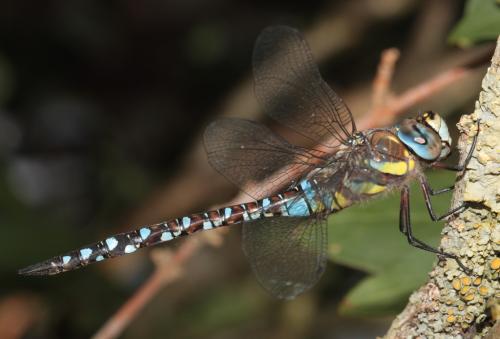 Réf. 50 227 : Aeshna mixta