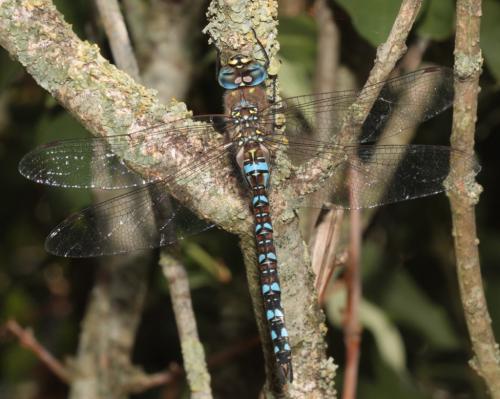 Aeshna mixta