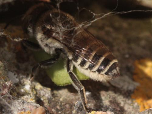 Megachile sp.