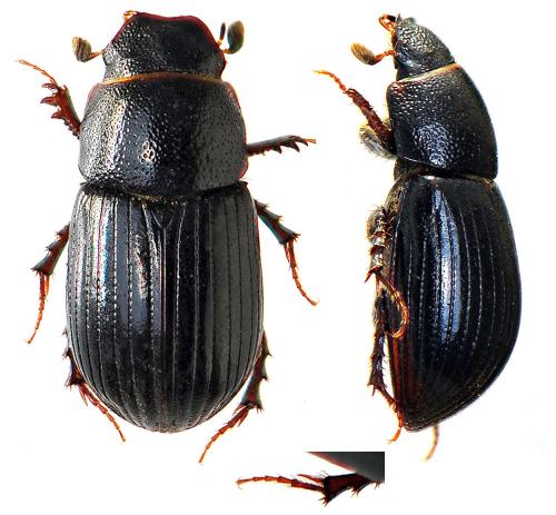 Parammoecius pyrenaeus