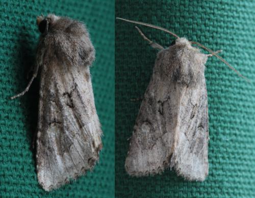 Luperina sp.