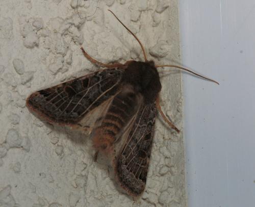 Agrochola lunosa