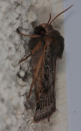 Réf. 50 993 : Agrochola lunosa
