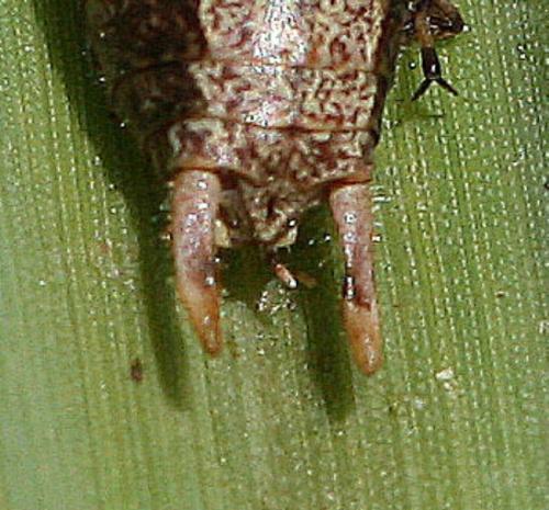 Yersinella raymondii