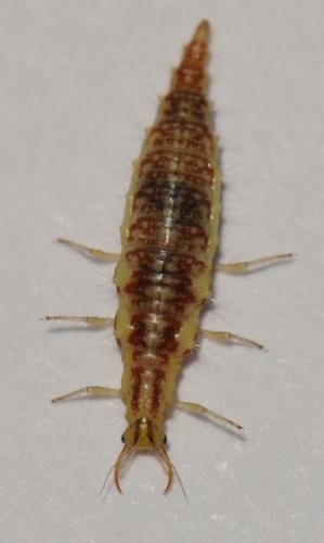 Chrysoperla sp.