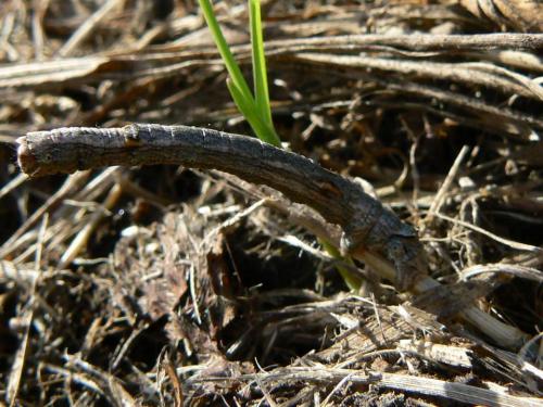Réf. 50 984 : Odontopera bidentata