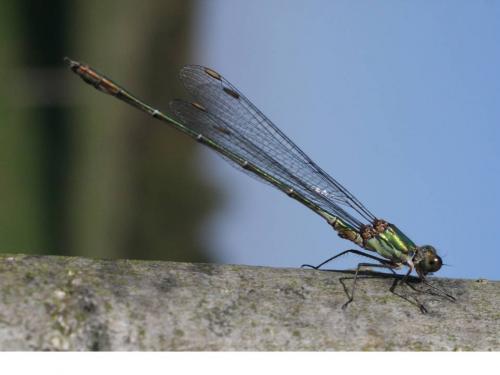 Chalcolestes viridis