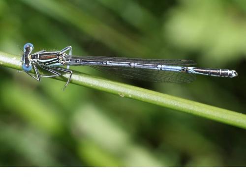 Platycnemis pennipes