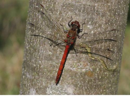 Réf. 50 836 : Sympetrum sp.