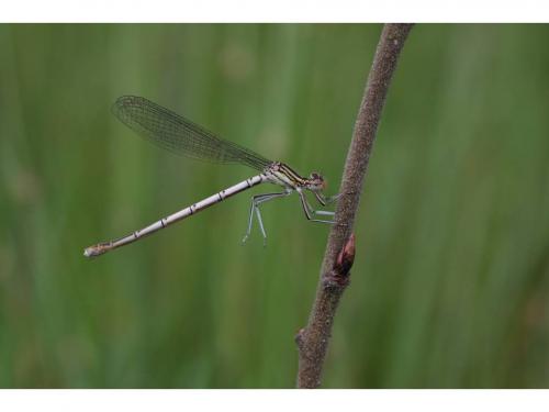 Platycnemis pennipes