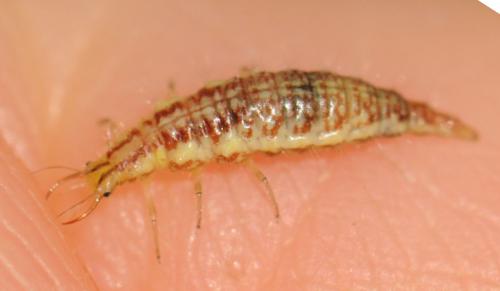 Chrysoperla sp.