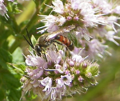 Lasioglossum sp.