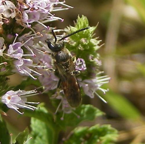 Lasioglossum sp.