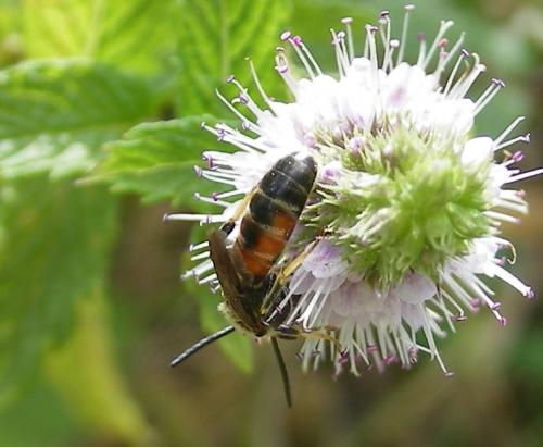 Lasioglossum sp.