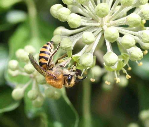 Colletes hederae