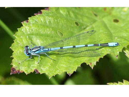 Coenagrion puella