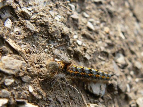 Réf. 50 986 : Euthrix potatoria