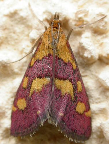 Réf. 50 689 : Pyrausta purpuralis
