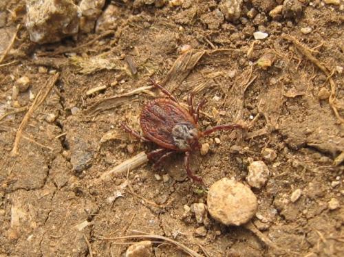 Réf. 50 923 : Dermacentor sp.