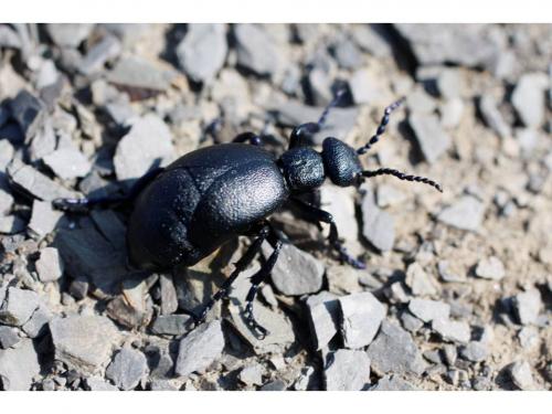 Meloe proscarabaeus