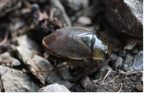 Réf. 50 878 : Ilyocoris cimicoides