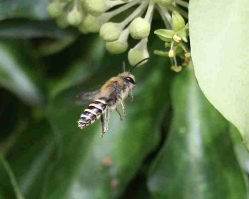 Réf. 50 347 : Colletes hederae