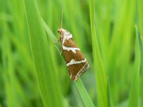 Deltote bankiana