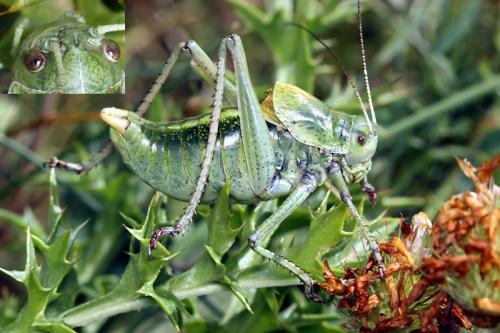 Réf. 50 108 : Polysarcus scutatus