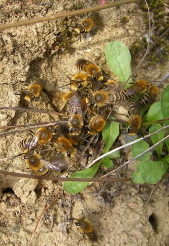 Colletes hederae