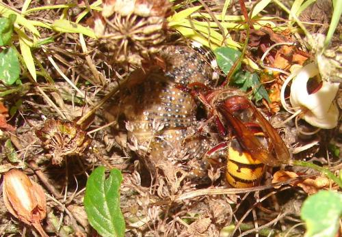 Vespa crabro