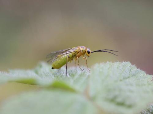 Réf. 50 935 : Nematinae inconnu