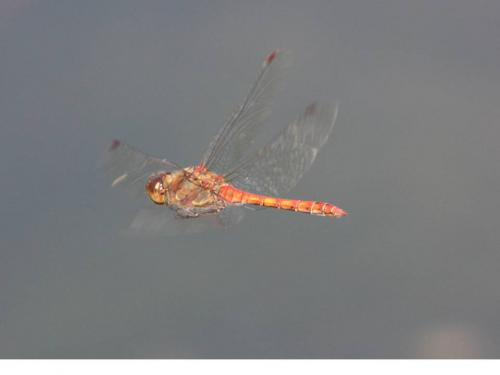 Sympetrum striolatum
