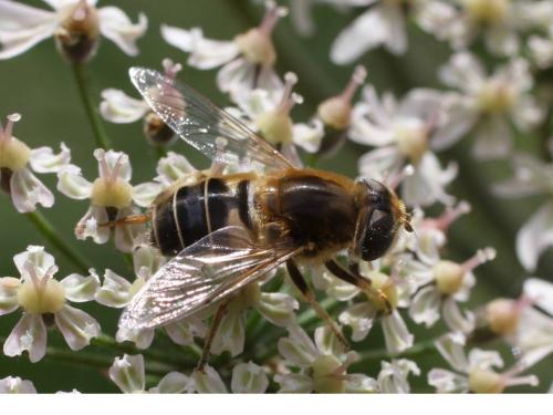 Eristalis nemorum