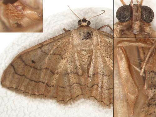 Idaea aversata