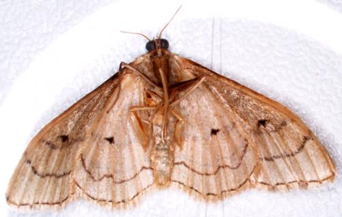 Idaea aversata