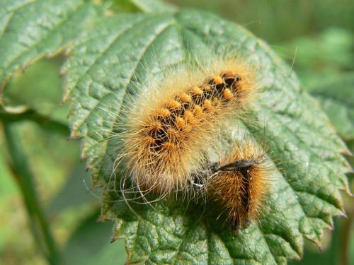 Acronicta auricoma