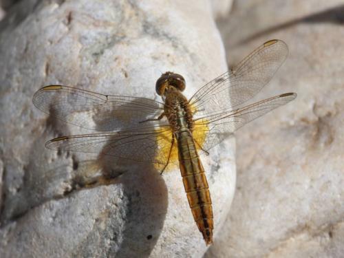 Réf. 50 990 : Crocothemis erythraea