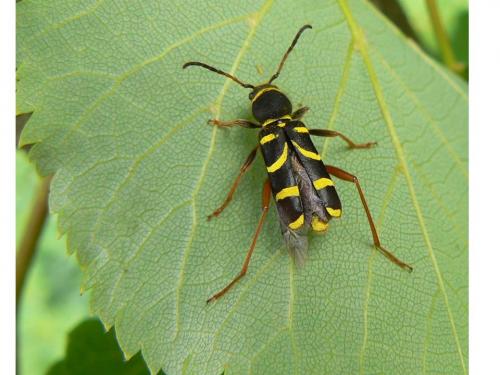 Réf. 50 927 : Clytus arietis