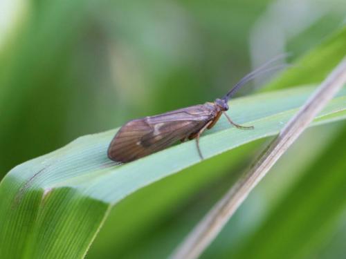 Réf. 50 929 : Potamophylax sp.