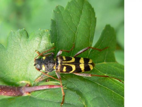 Xylotrechus arvicola