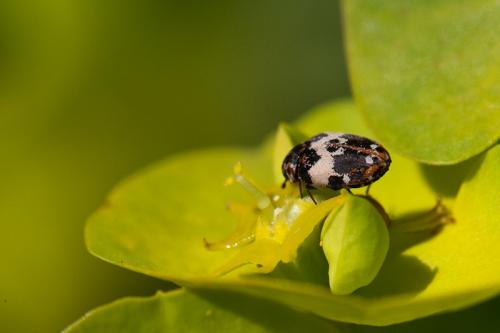 Anthrenus pimpinellae