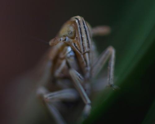 Réf. 50 691 : Stenocranus sp.