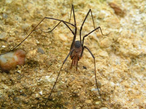 Réf. 50 032 : Phalangium opilio