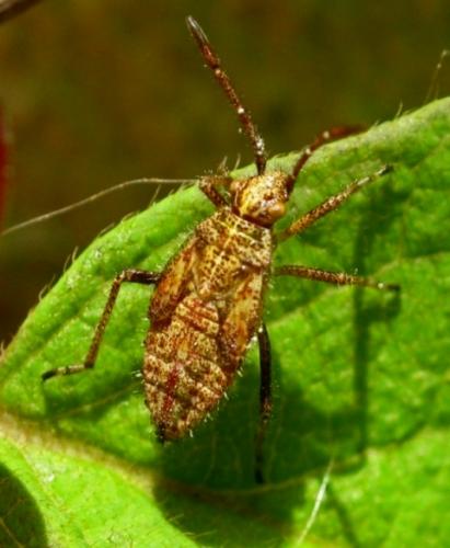 Corizus hyoscyami hyoscyami